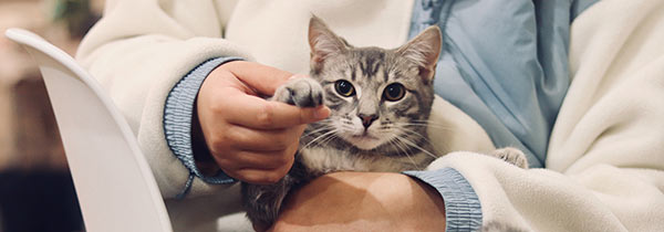 Veterinarian checking a kitten's paw